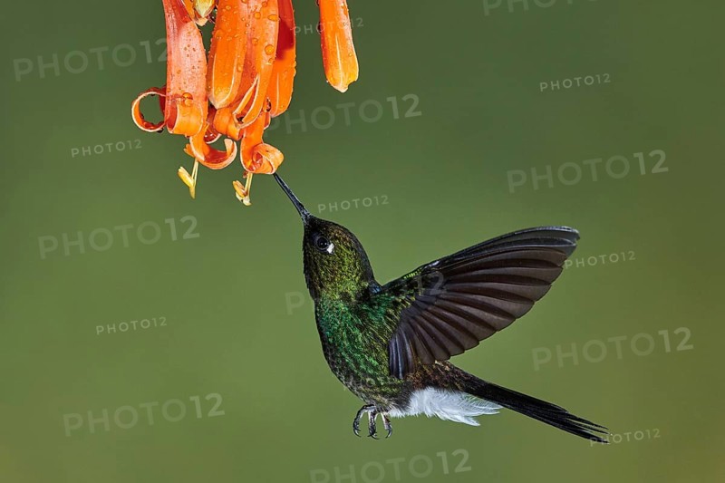 Tourmaline Sunangel (Heliangelus exortis) flying while feeding on flower nectar, Ecuador