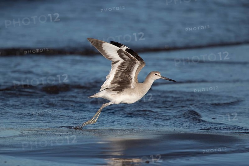 Willet (Tringa semipalmata inornata) taking flight, Santa Rosa, Guatemala