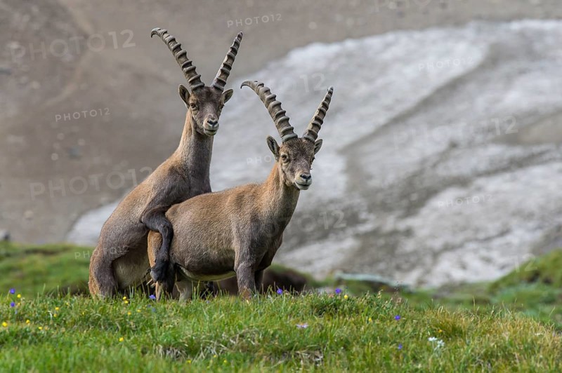 Alpine Ibex (Capra ibex) two males playing in alpine landscape, High Tauern, Carinthia, Austria