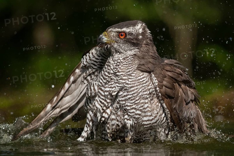 Northern Goshawk (Accipiter gentilis) bathing at a waterhole, Subotica, Serbia