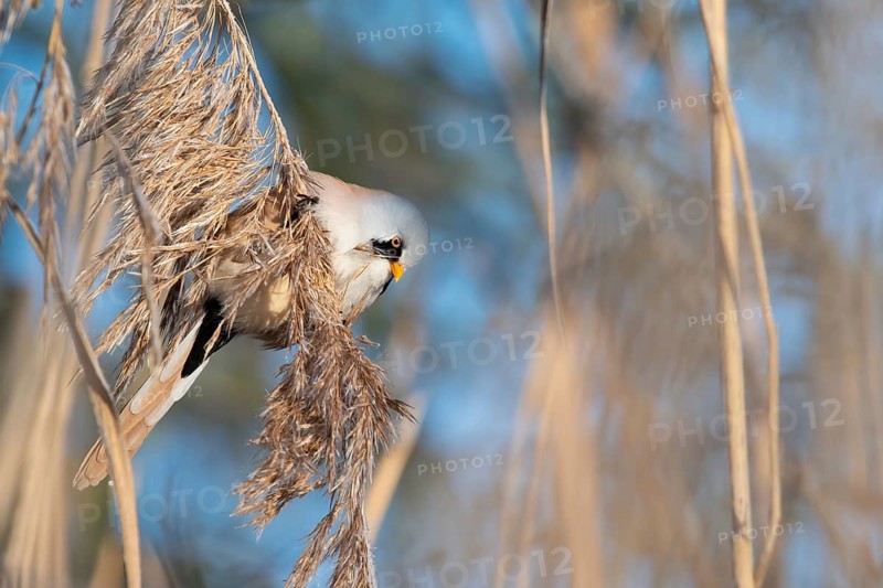 Bearded Reedling (Panurus biarmicus) male feeding on reed seed, Thuringia, Germany