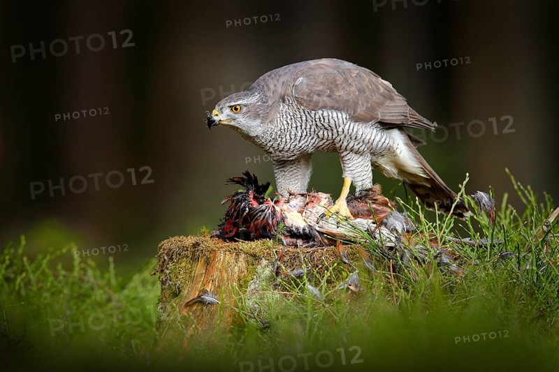 Goshawk with catch, killed Common Pheasant