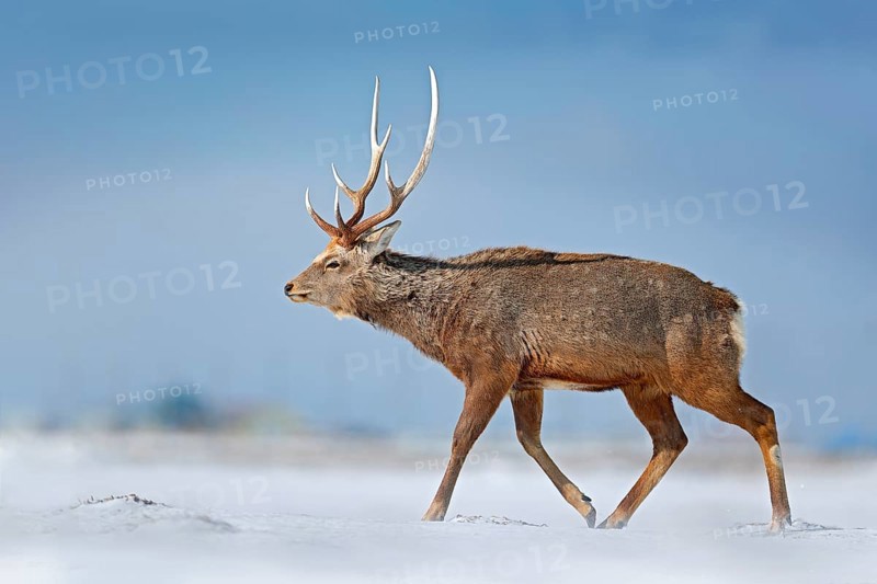 Animal with antler in the nature habitat, winter scene, Hokkaido, wildlife nature, Japan. Hokkaido sika deer, Cervus nippon yesoensis, in the snow meadow, winter mountains and forest in the background