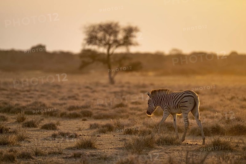 Plains zebra (Equus quagga), young animal, in dry savannah, in the evening light, Kruger National Park, South Africa