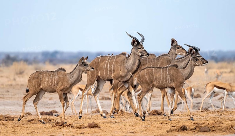 Greater kudu (Tragelaphus strepsiceros), group, drinking at waterhole, Nxai Pan National Park, Botswana