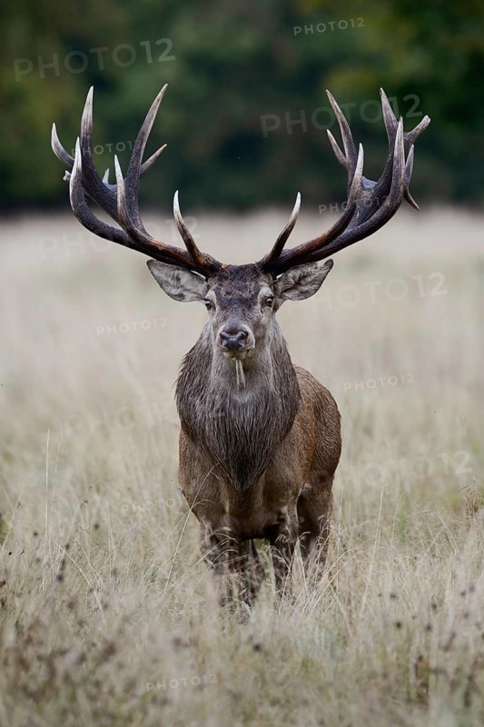 Capital stag... Red deer (Cervus elaphus) with impressive, far-reaching mighty antlers, 18-pointer, a real beauty, standing in a clearing in the forest in tall grass, frontal shot, eye contact, native nature, Denmark, Western Europe