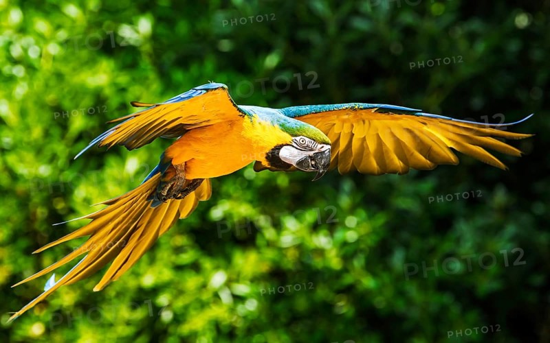 Blue-and-yellow macaw, Ara ararauna, bird in flight