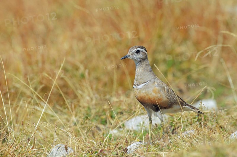 Eurasian Dotterel (Charadrius morinellus) male, Abruzzo, Italy
