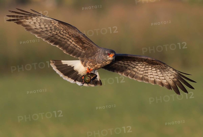 Snail Kite (Rostrhamus sociabilis) male flying with snail in its claws, Florida, USA