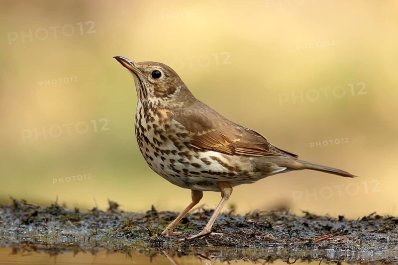 Song Thrush (Turdus philomelos), Utrecht, Netherlands
