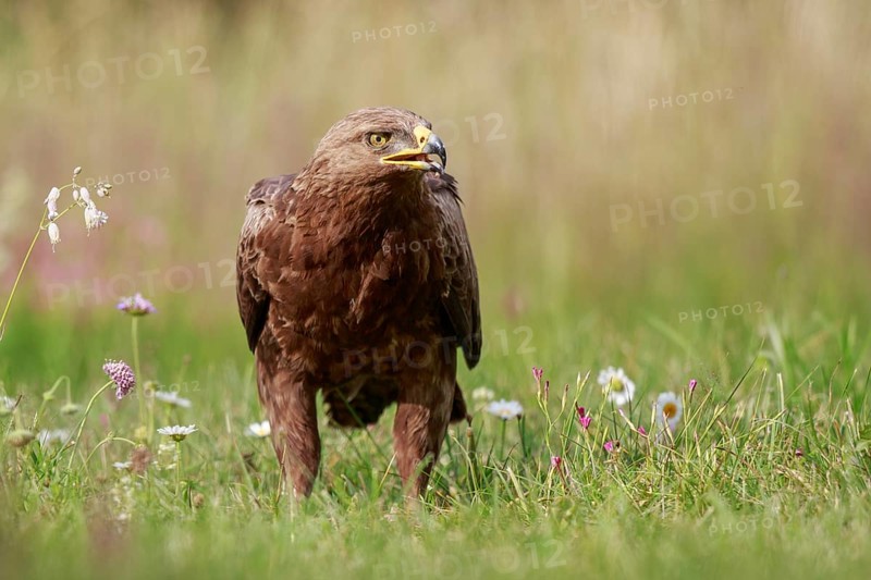 Lesser Spotted Eagle (Clanga pomarina) on grassland, Poland