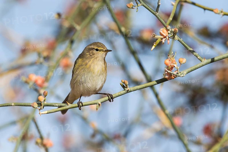 Common Chiffchaff (Phylloscopus collybita) perched on a branch, Eilat, Israel