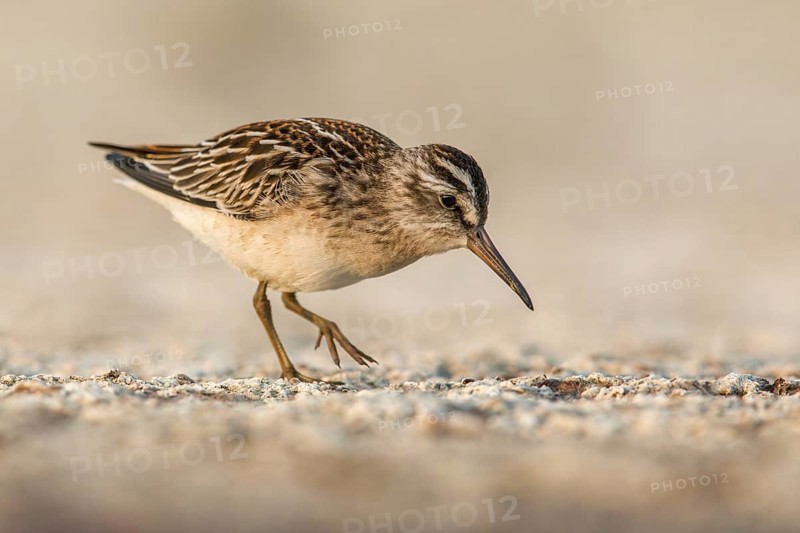 Broad-billed Sandpiper (Calidris falcinellus) foraging, Poland