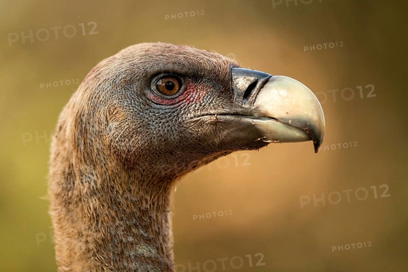 Griffon Vulture (Gyps fulvus), Extremadura, Spain