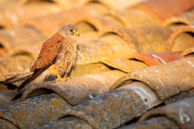 Lesser Kestrel (Falco naumanni) male on a roof, Castile-La Mancha, Spain