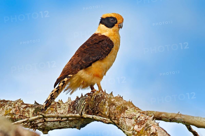 Laughing falcon, Herpetotheres cachinnans, siting on the tree with blue sky, Tarcoles River, Carara National Park, Costa Rica. Bird in the nature habitat. Wildlife, snake hawk in the nature habitat