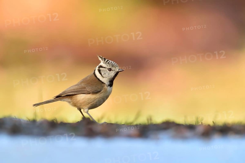 European Crested Tit (Lophophanes cristatus) at a waterhole, Netherlands