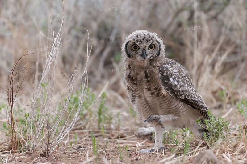 Spotted Eagle-owl (Bubo africanus) juvenile, Northern Cape, South Africa