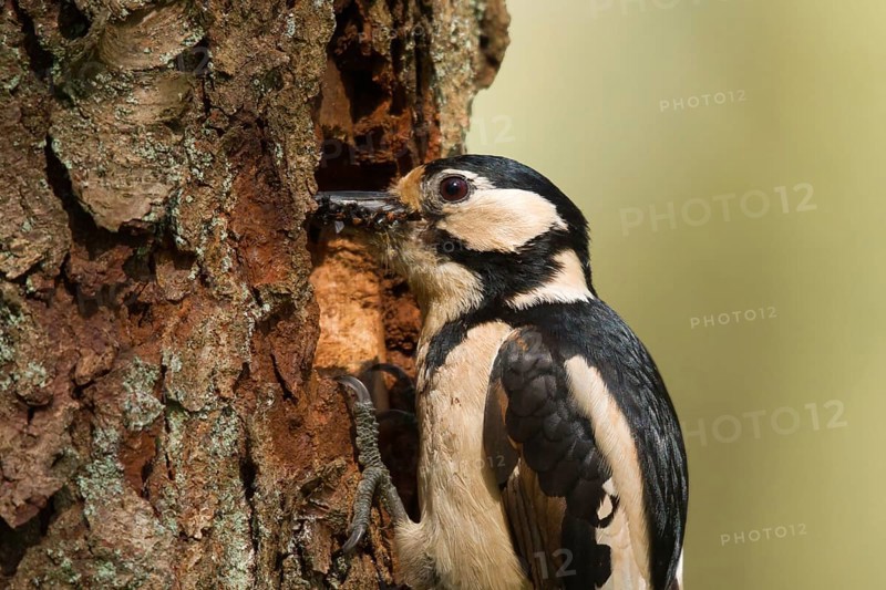 Great Spotted Woodpecker (Dendrocopos major) female feeds juvenile in breeding cavity, Utrecht, Netherlands