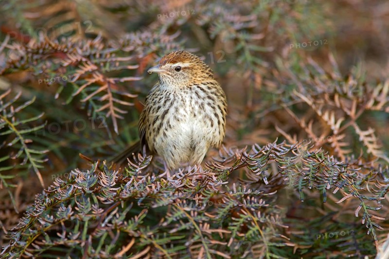 New Zealand Fernbird (Megalurus punctatus), New Zealand