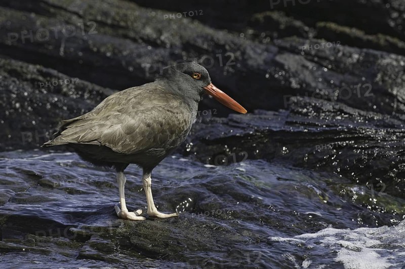 Blackish Oystercatcher (Haematopus ater), Falkland Islands