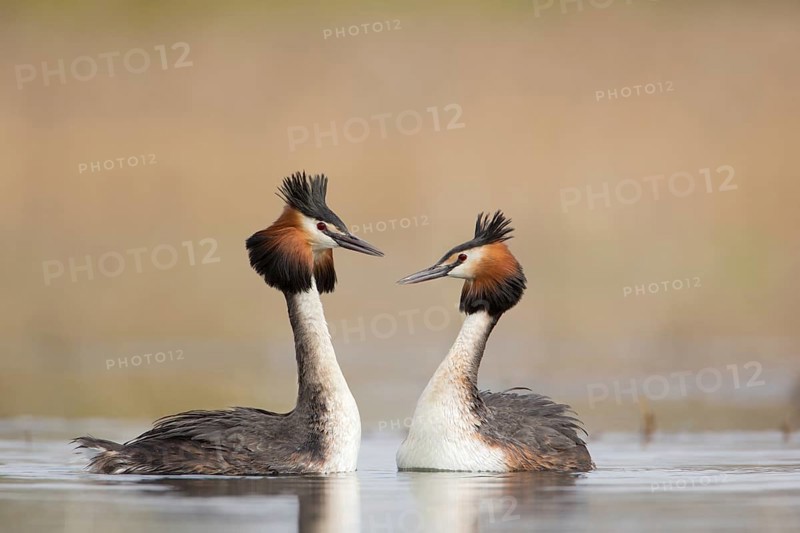 Great Crested Grebe (Podiceps cristatus) pair displaying, Saxony, Germany