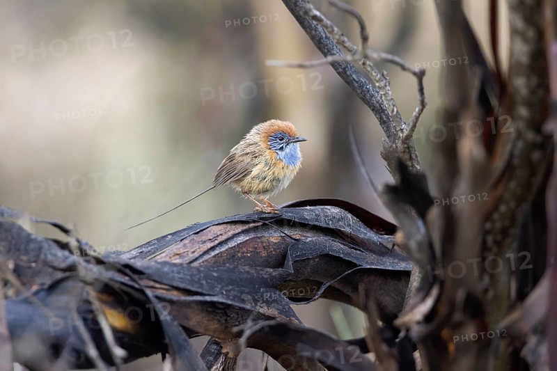 Mallee Emu-wren (Stipiturus mallee) male, Victoria, Australia