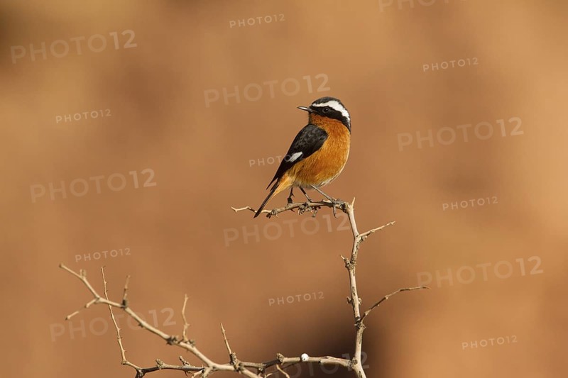 Moussier's Redstart (Phoenicurus moussieri) male, Morocco