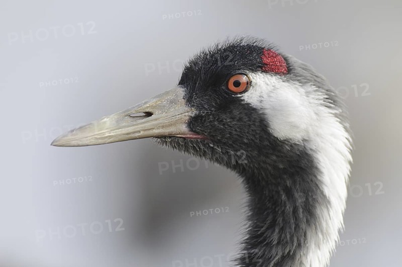 Common Crane (Grus grus), Vaestergoetland, Sweden