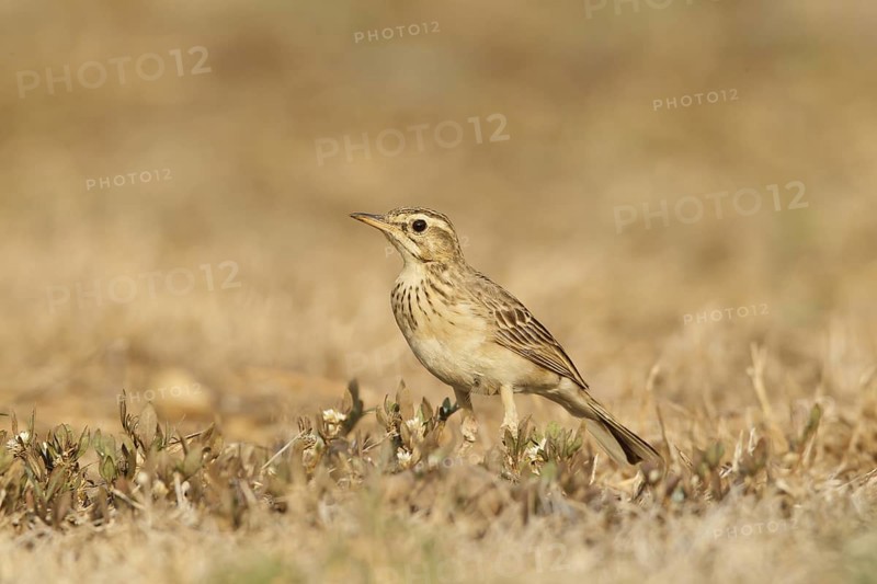 Richard's Pipit (Anthus richardi), Kaeng Krachan, Thailand