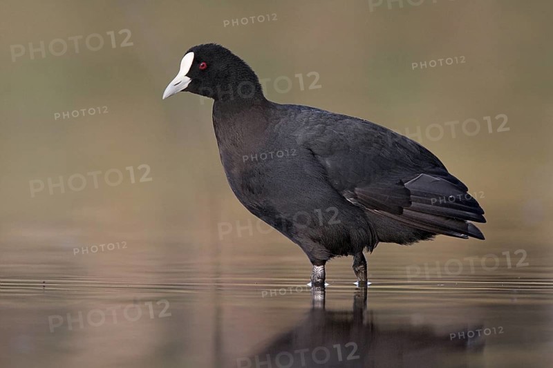 Eurasian Coot (Fulica atra), Victoria, Australia