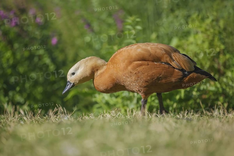 Rostgans, Tadorna ferruginea Ruddy Shelduck, Tadorna ferruginea