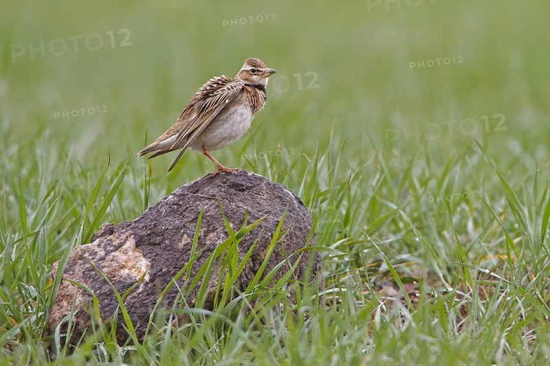 Bimaculated Lark (Melanocorypha bimaculata), Nigde, Turkey