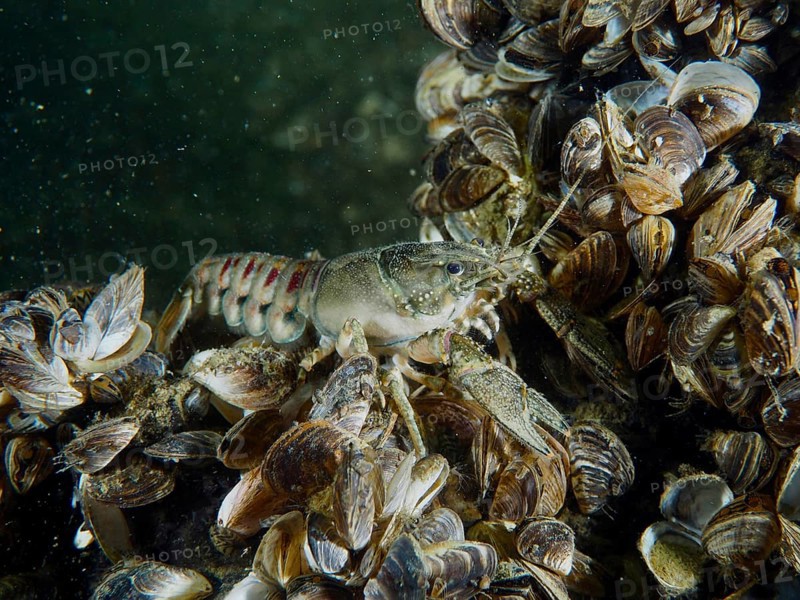 Crayfish (Faxonius limosus), American crayfish, invasive species among many mussels, quagga mussel (Dreissena rostriformis bugensis), invasive species, in a natural underwater habitat. Dive site Wildsau, Berlingen, Lake Constance, Switzerland, Germany