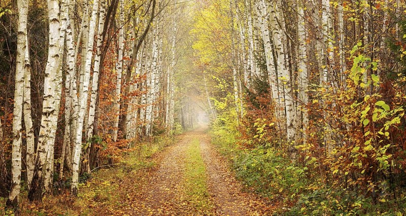 Hiking trail through birch forest in the Harz Mountains, Eckertal, Bad Harzburg, Lower Saxony, Germany