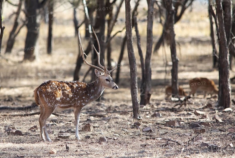 Axis deer or chital (Axis axis) in the dry forest, Ranthambore National Park, Rajasthan, India