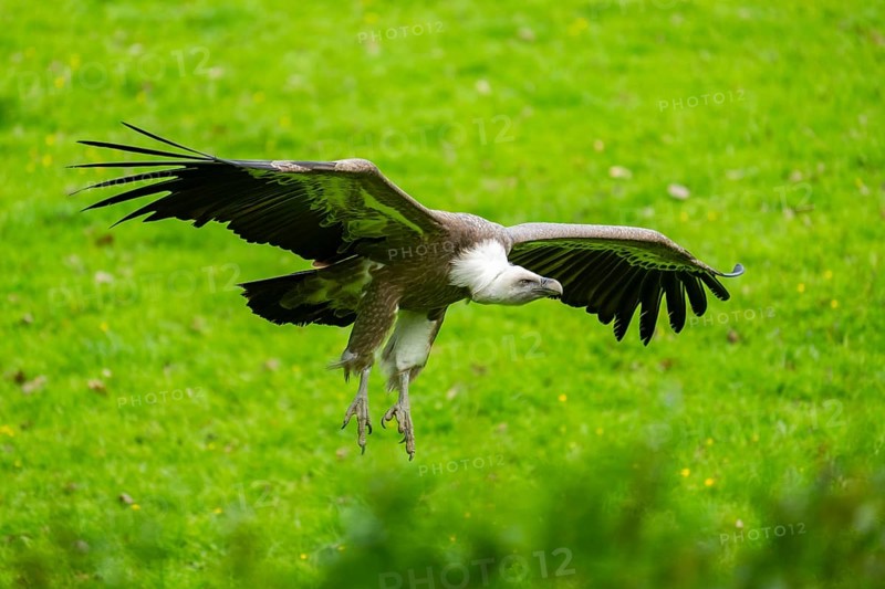 Eurasian griffon vulture (Gyps fulvus) flying over a meadow, Bavaria, Germany