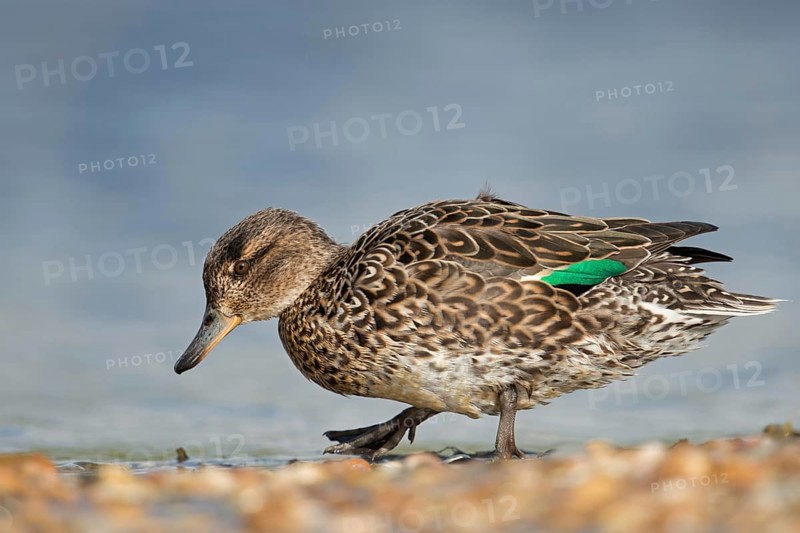 Foraging for food... Teal (Anas crecca), female on the shore of a mussel bank on the North Sea, detailed lateral full-body image, native nature, North Holland, Netherlands, Western Europe