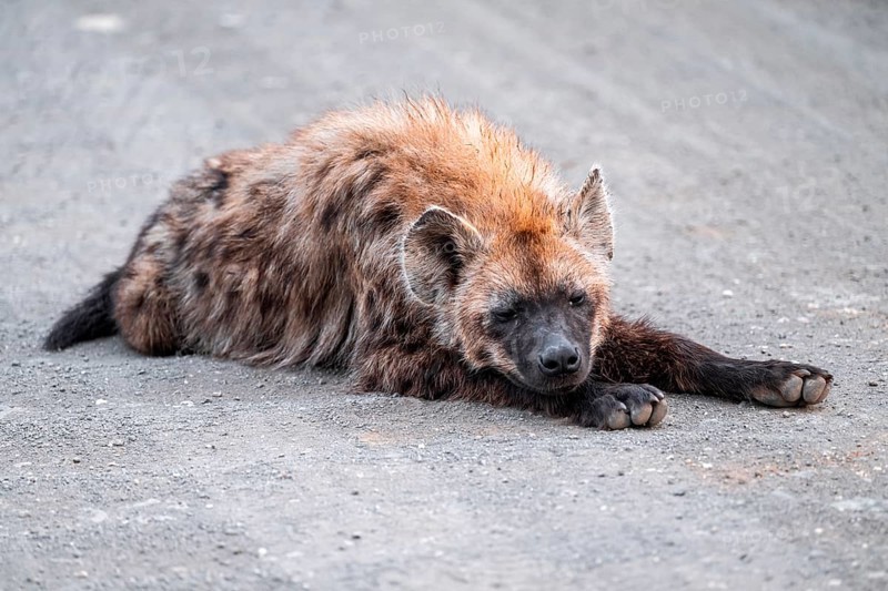 Spotted hyena (Crocuta crocuta), adult, lying on the road, Kruger National Park, South Africa