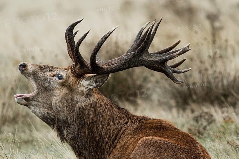 Red Deer (Cervus elaphus), stag bellowing during the rut, England, UK