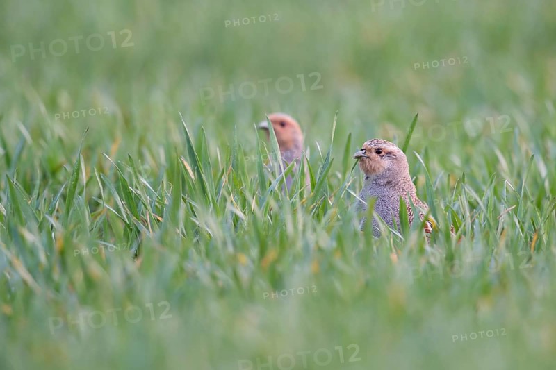 Grey Partridge (Perdix perdix) perched in field, North Rhine-Westphalia, Germany
