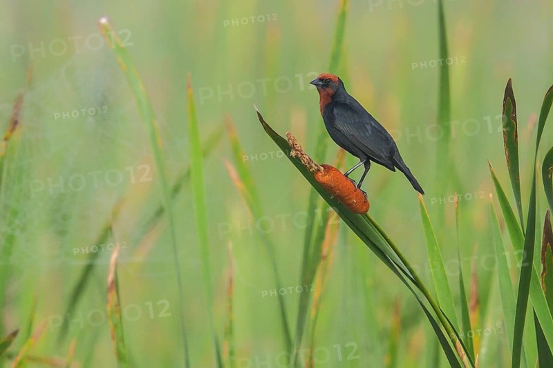 Chestnut-capped Blackbird (Chrysomus ruficapillus) perched on a cat-tail in the Atlantic rainforest of southeast Brazil