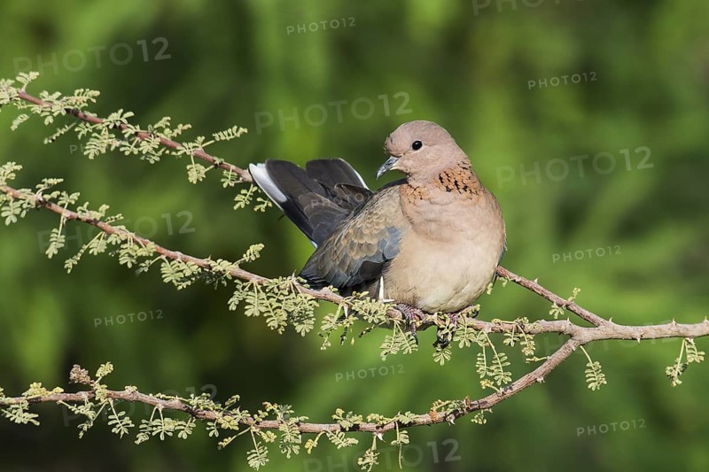 Laughing Dove (Spilopelia senegalensis), Eilat, Israel