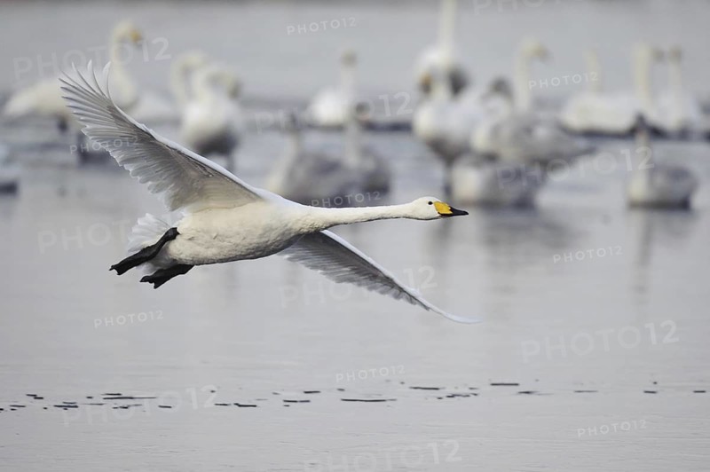 Whooper Swan (Cygnus cygnus) flying, Lower Saxony, Germany