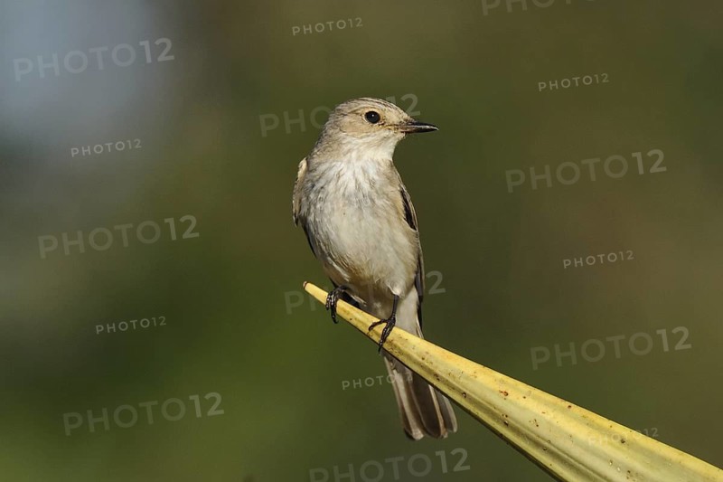 Spotted Flycatcher (Muscicapa striata), Tsavo East National Park, Kenya