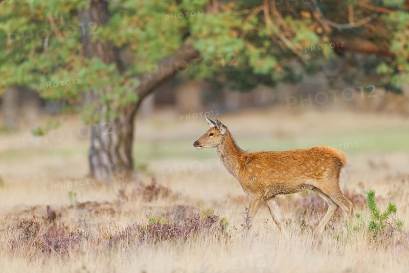 Rothirsch, Cervus elaphus Red Deer, Cervus elaphus