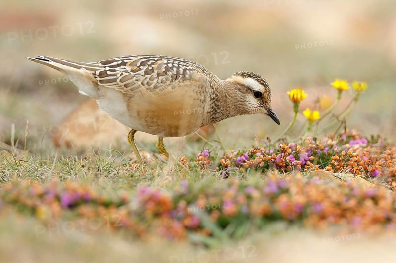 Eurasian Dotterel (Charadrius morinellus), Asturias, Spain