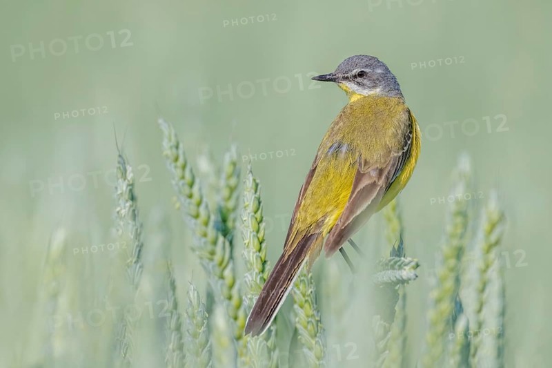 Schafstelze, Motacilla flava Blue-headed Wagtail, Motacilla flava