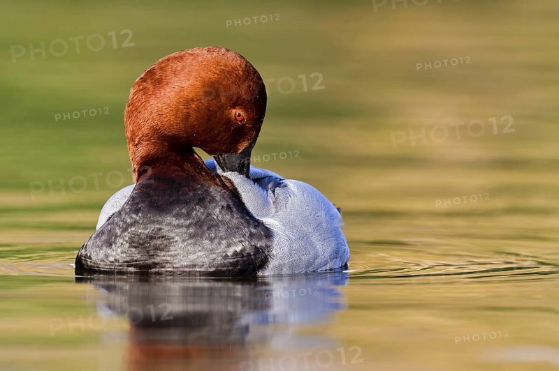 Common Pochard (Aythya ferina) male, Asturias, Spain
