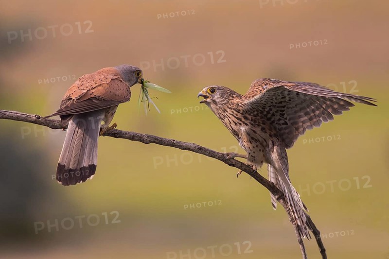 Common Kestrel (Falco tinnunculus) pair perched on a branch, Subotica, Serbia